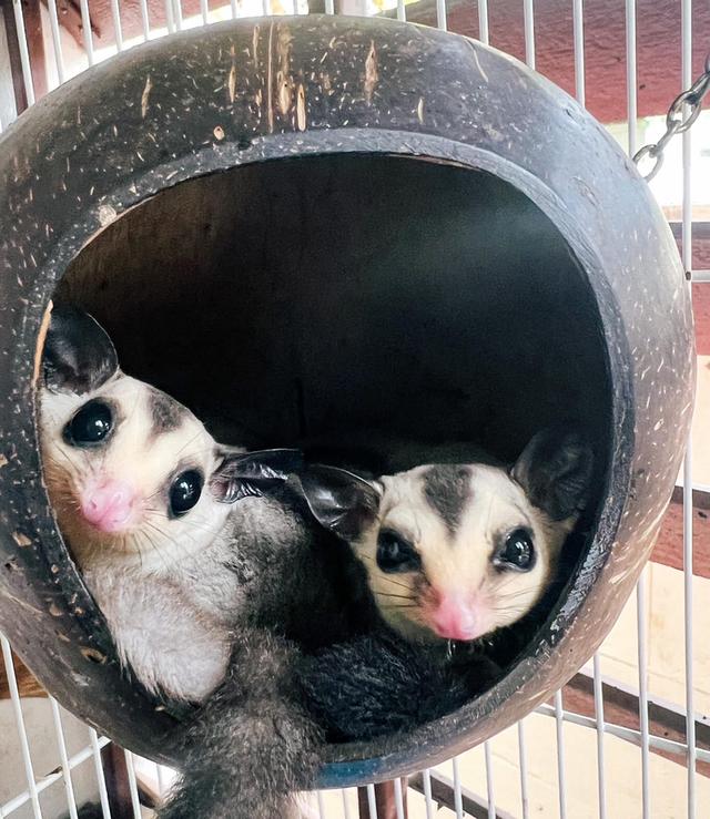 หาบ้านให้น้องแฝด Sugar Glider 2 ตัว 4