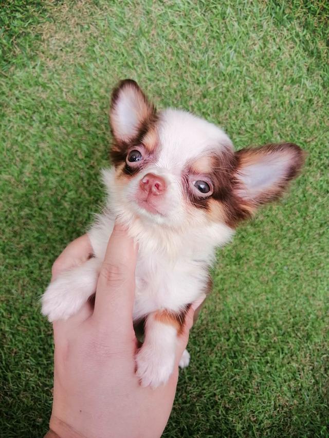 ชิวาว่าแท้ขนยาวสีช็อค ชาย 16