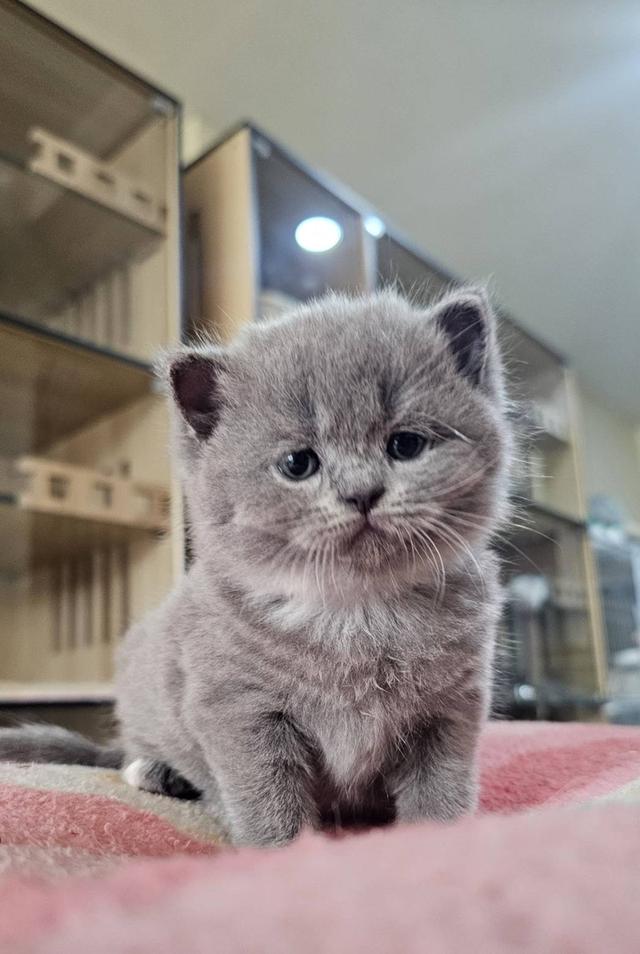 บริติช-สก็อตติช น้องตุ้บตั้บ