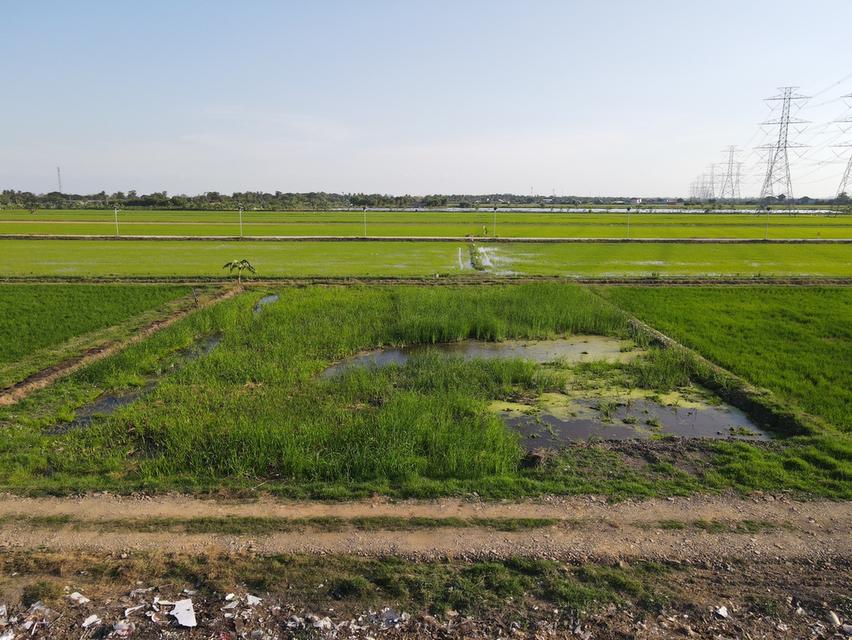 ขายที่ดินลำลูกกาเนื้อที่ 1 ไร่ คลอง8 ใกล้ถนนเส้น3006-2กม. จ.ปทุมธานี 7