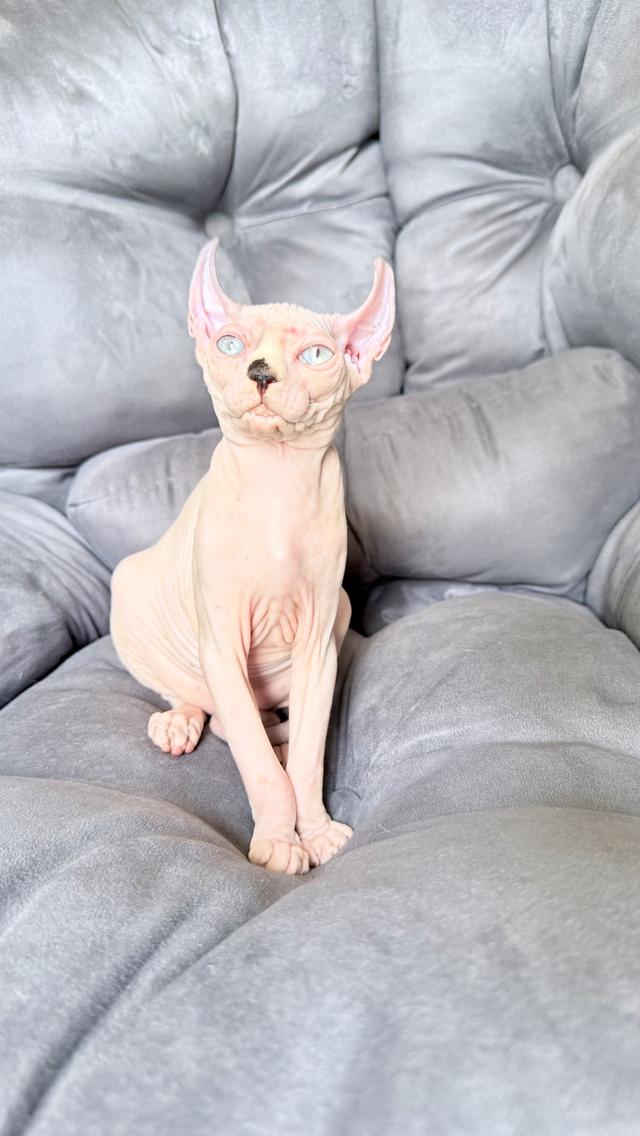 แมว สฟิงซ์ เพศเมีย Sphynx cat รูปที่ 7