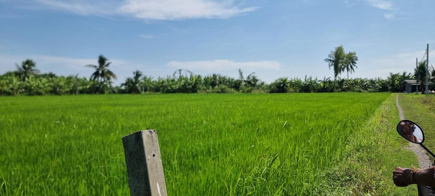 💎 [โอกาสทอง] ขายที่ดินลาดกระบัง-ทับยาว 2 ไร่ (แบ่งขายได้) 8