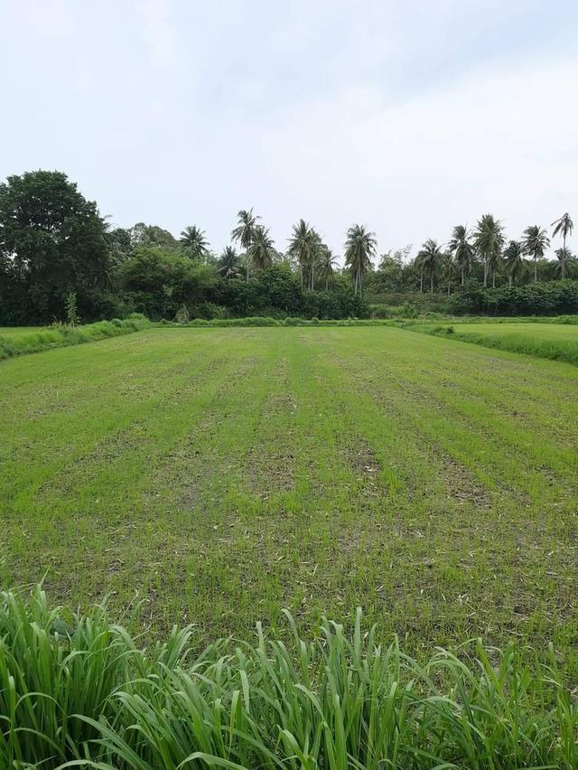 ที่ดินสวยวิวเขาหนองรี 4
