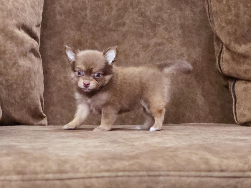 Chihuahua เพศเมียสีช็อค