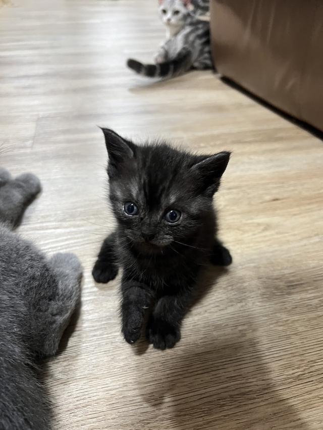 American shorthair  พร้อมเข้ารรแล้วค่า คูมแม่ เลี้ยงไม่ไหวแล้วกินเก่งเล่นเก่งอ้อนเก่งเกิ้นน😂 2
