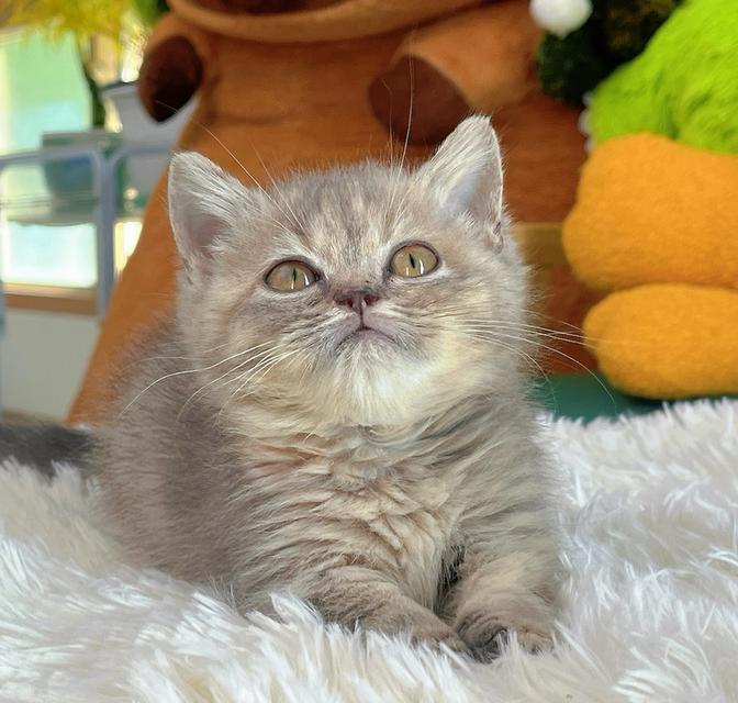 munchkin female Short leg