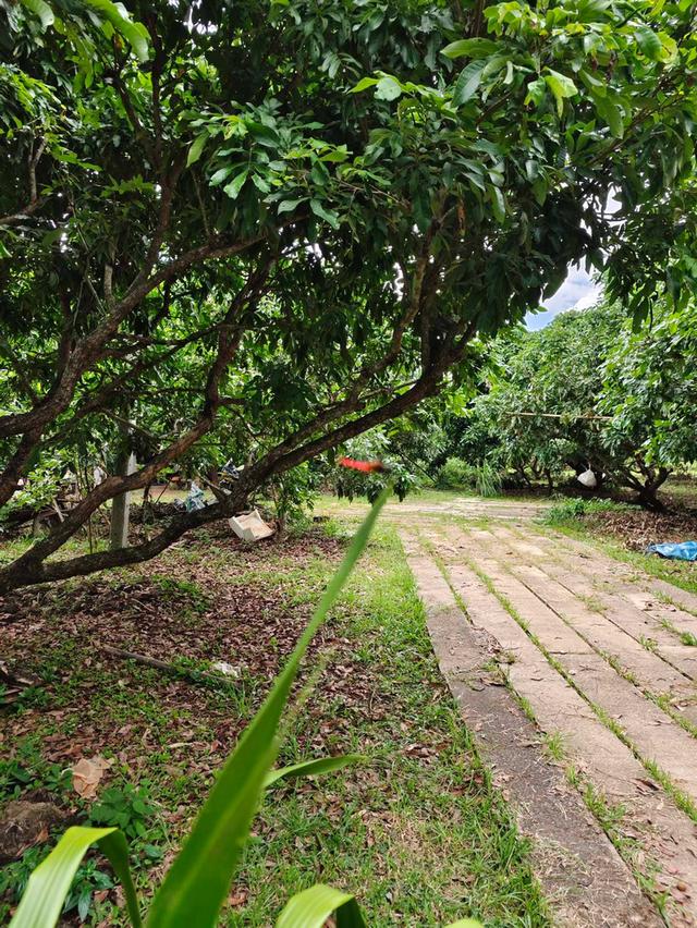 🌳 ขายที่ดินพร้อมสวนผลไม้ ทำเลดี บรรยากาศสุดฟิน (ใกล้เมืองเชียงราย) 5