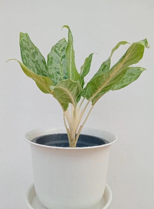 ขายต้นแก้วกาญจนา หรือ อโกลนีมา (Aglaonema) 3