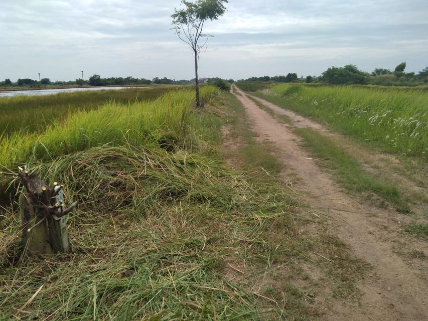 ขายที่ดินจัดสรรเก่า 100 ตร.ว. แถววัดคลอง24 องครักษ์ นครนายก 2