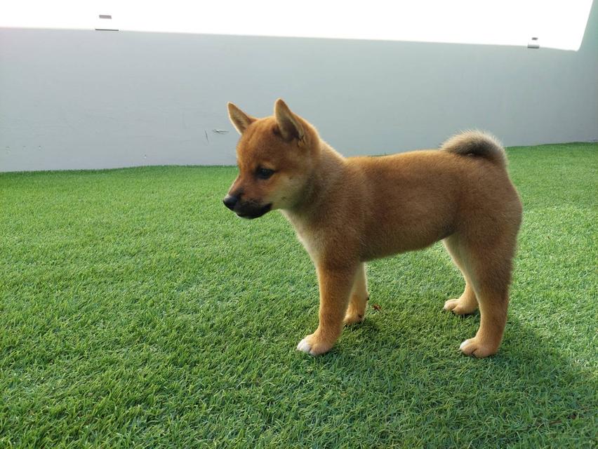 ลูกชิบะอินุ พันธุ์แท้ Shiba Inu ขายด่วน 13