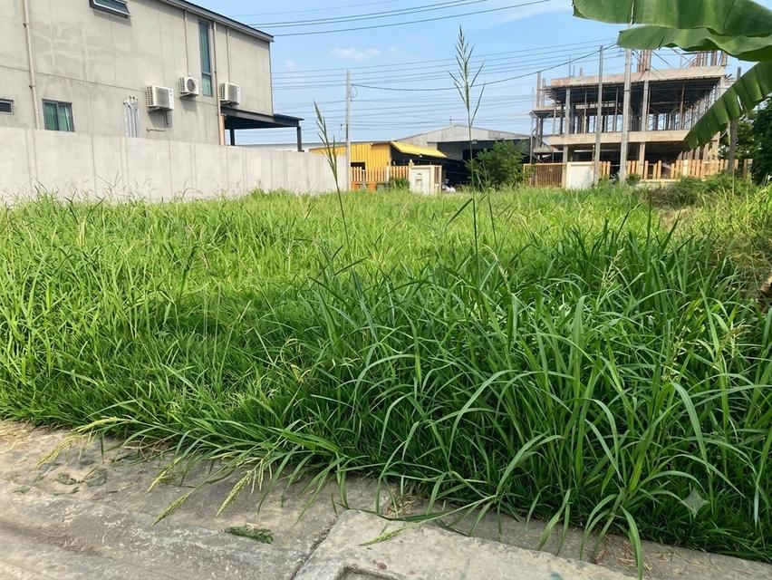 ขายที่ดินเขตสายไหม ขนาด 100 ตรว หน้ากว้าง 15 ×26 เมตร ติดถนนสาธารณะ ซอยสายไหม 16 และ ซอยสายไหม 18 (ถมที่ดินให้แล้วพร้อมปลูกสร้างที่อยู่อาศัยได้เลย) 2