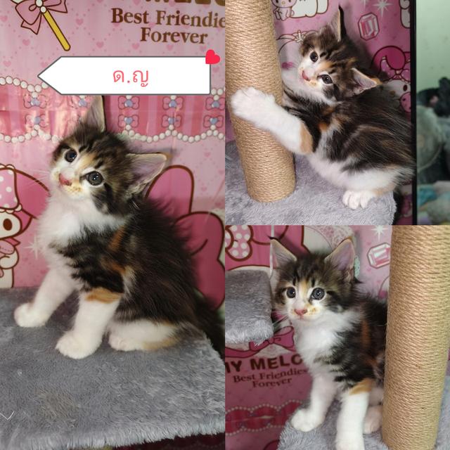 แมวเมนคูนพร้อมย้ายบ้าน หาผู้ปกครองค่ะ