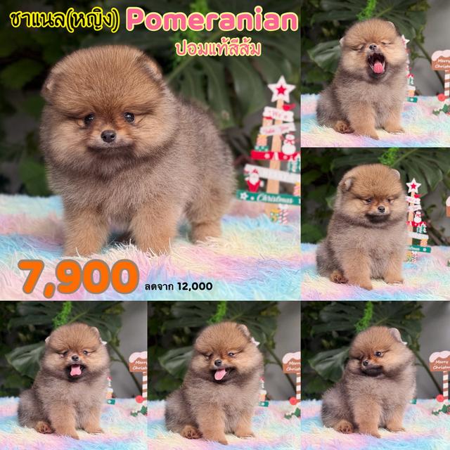 ปอมแท้ ชิสุผสมปอม และชิวาวาแท้ พิกัดรามอินทรา