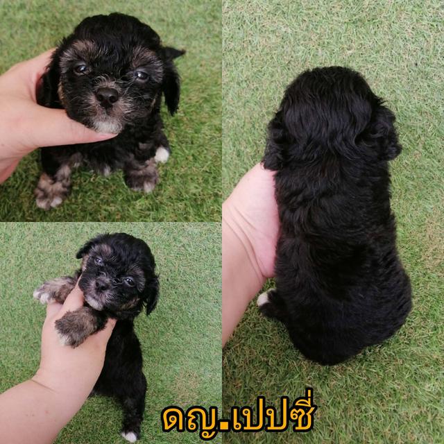 งบน้อยทางนี้ !! 2500 ชิสุห์ผสมพุดเดิ้ล ญ.สีเเบล็คเเทน พร้อมย้าย