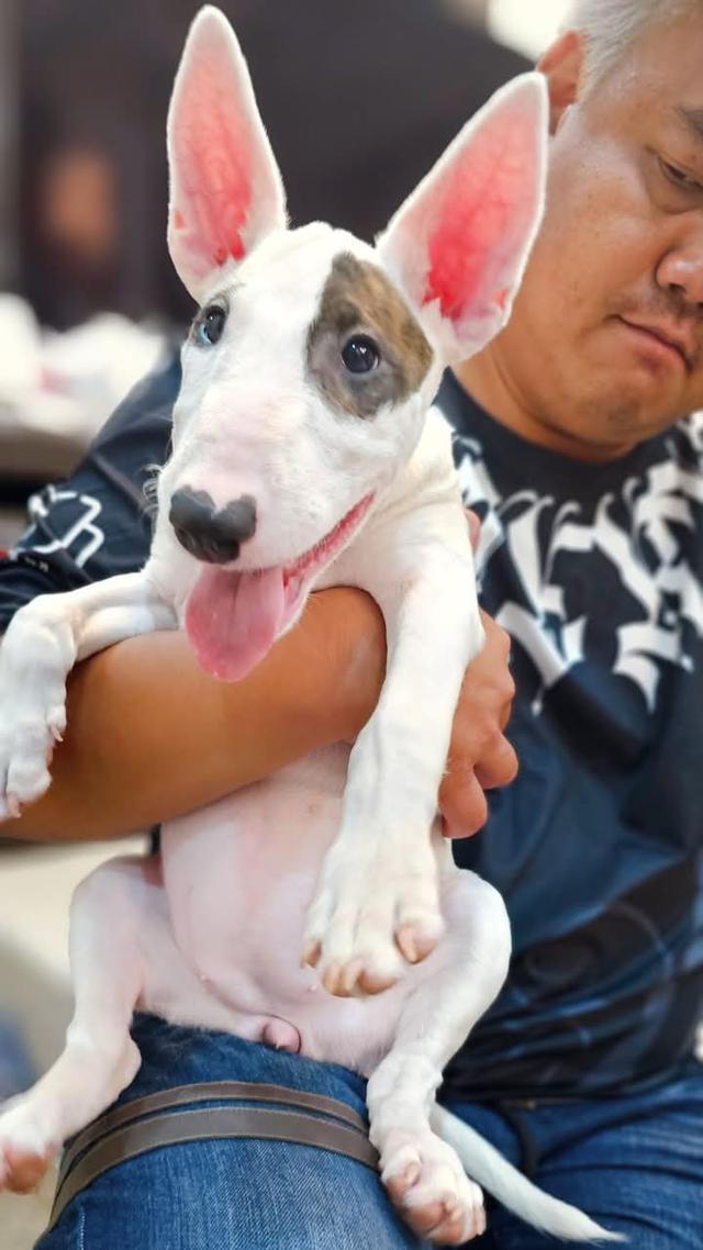 ขาย Bull Terrier วัย 4 เดือน