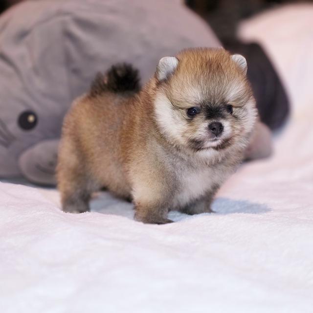 ปอมหมีเพศผู้สุดหล่อพันธุ์แท้พร้อมย้ายบ้าน 7