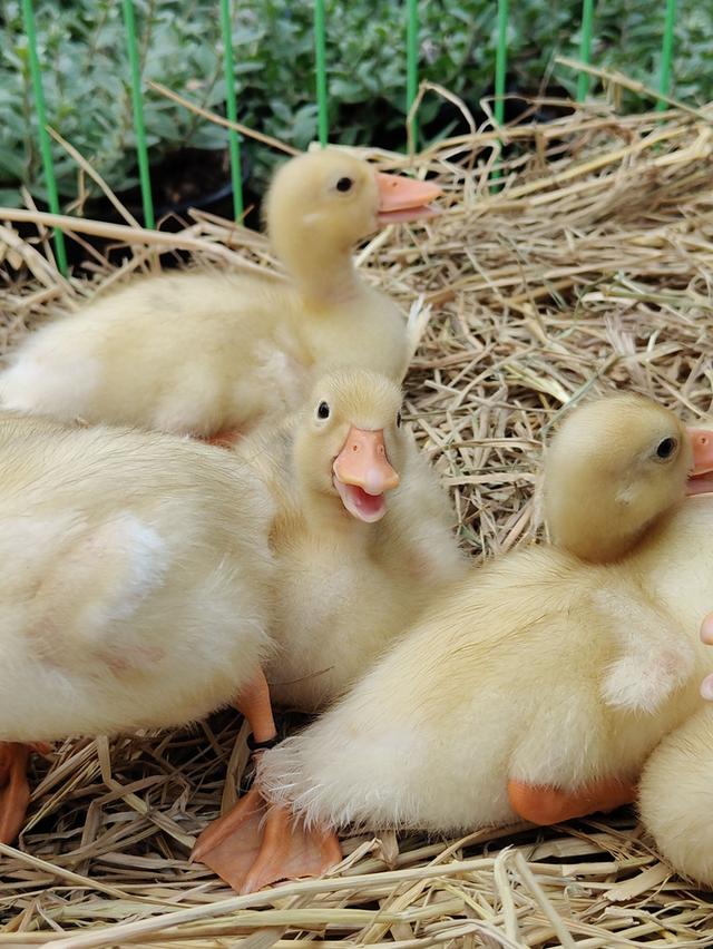 ลูกเป็ด CallDuck สุดน่ารัก 💛🐥🐣