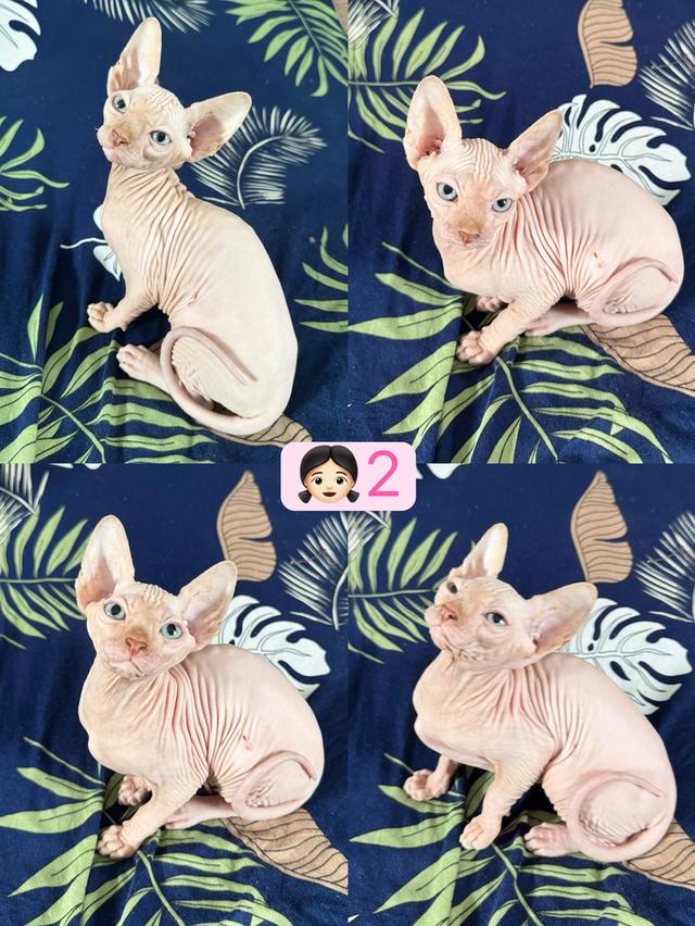 แมวสฟิงซ์ 2