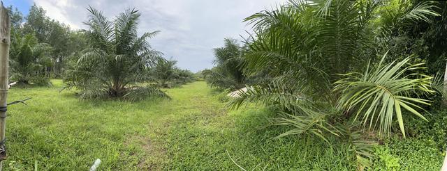 ‼️ขายที่ดินใกล้เมืองหาดใหญ่ โซนคลองแห ทำเลกำลังเติบโต 🏡🌿 7