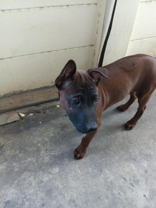 สุนัขพันธุ์ไทยหลังอาน