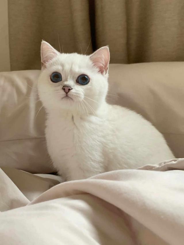 แมวบริติชช็อตแฮร์ตัวขาวหางลาย 2