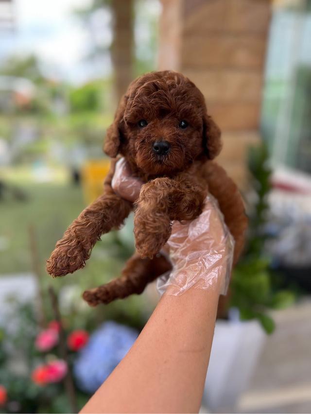 ด.ช​ โทมัช