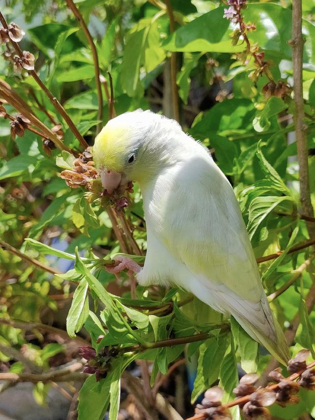 นกฟอพัสสีอเมริกันเยลโล่ 1