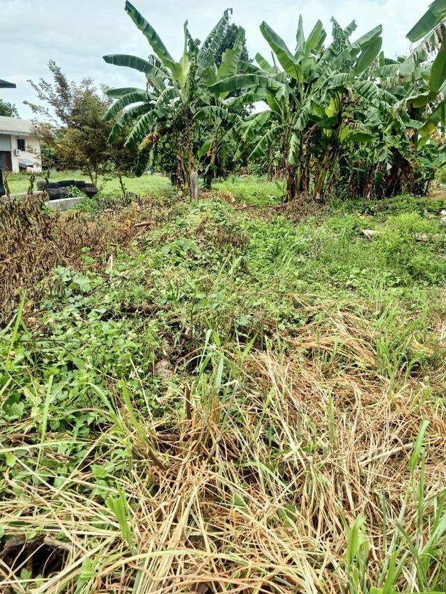 ขายที่ดินเปล่าติดถนน4เลน 11