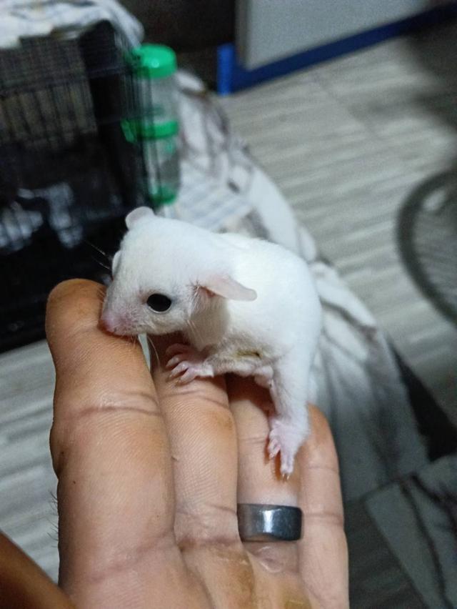 ชูก้าไกลเดอร์ ลูซิติก ญ อายุ 2 เดือน รูปย่อยที่ 2