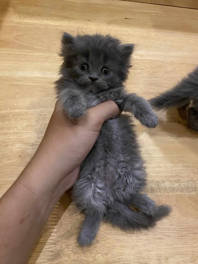 เปิดจอง🐈‍⬛ เปอร์เซียแท้ พร้อมย้ายกลางเดือนส.ค 3