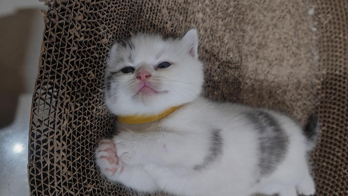 Scottish Fold (boy)