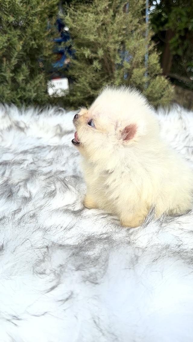 ลูกหมาปอมเกรดพรีเมี่ยม