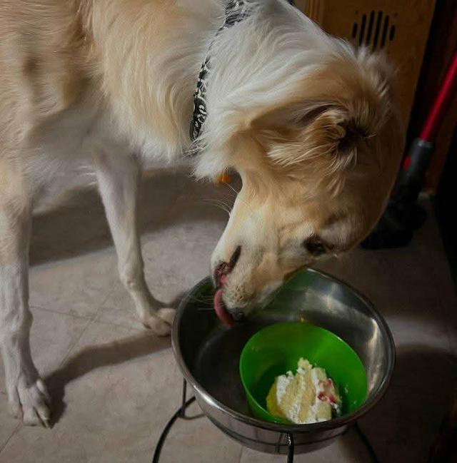 ขายหมา Borzoi สองตัว 4