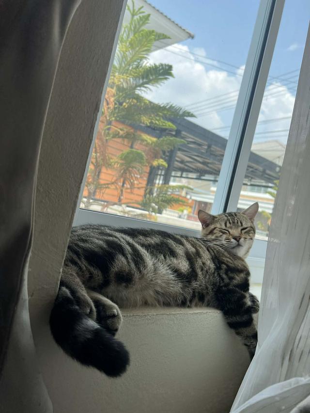 แมวอเมริกันช็อตแฮร์ 2ปีครึ่ง