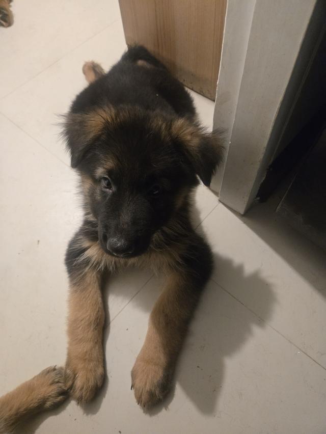 Urgent Sale German Shepherd Puppies and Parents āļĢāļđāļāļĒāđāļāļĒāļāļĩāđ 4