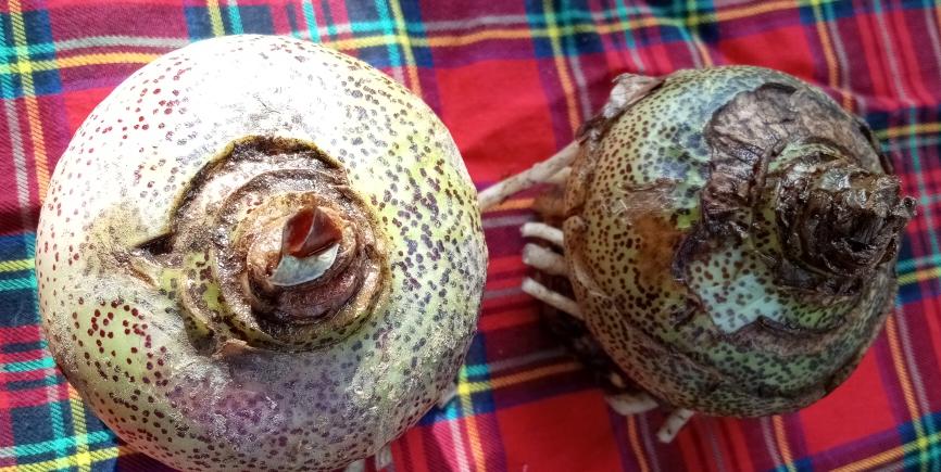 ว่านกุมารทองต้นไม้มงคล 3