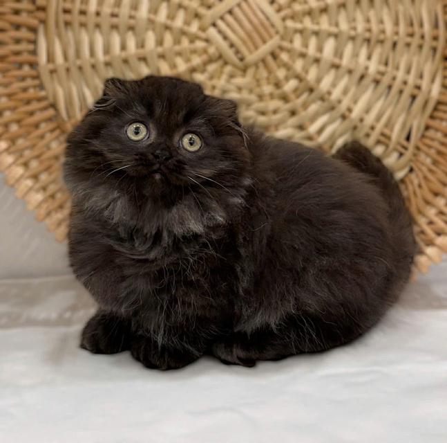 แมวมันช์กิ้น เด็กชาย 5