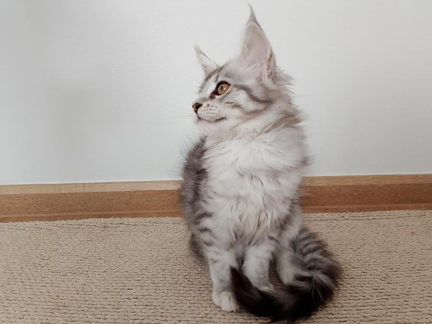 เมนคูนแท้ เชียงใหม่