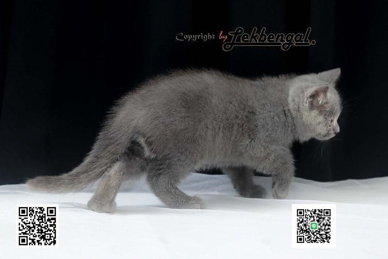 บริติชชอร์ตแฮร์ British Shorthair  6