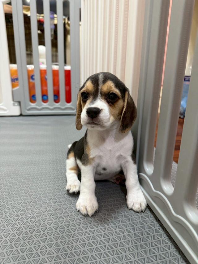 บีเกิ้ล (Beagle)