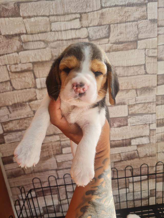 น้องบีเกิ้ลน่ารักๆ 