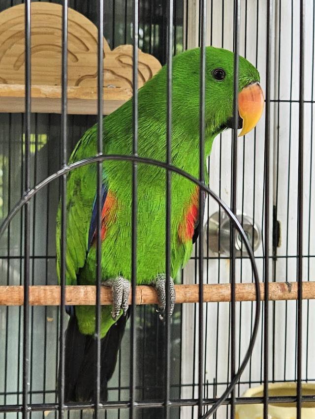 นกแก้วสายพันธุ์อิเล้กตัส