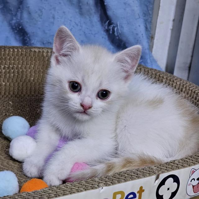 สก๊อตติช โฟล์ด 5