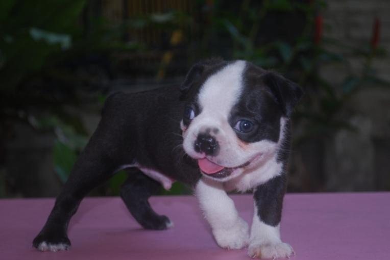 ขาย Boston Terrier ลายขาวดำ 5