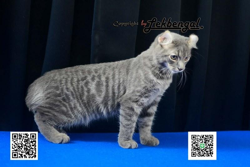 ขายลูกแมวจอมซ่าส์ อเมริกันเคิร์ล สีบลู หางกระต่าย (bobtail) สายพันธุ์แท้ เพศผู้  6