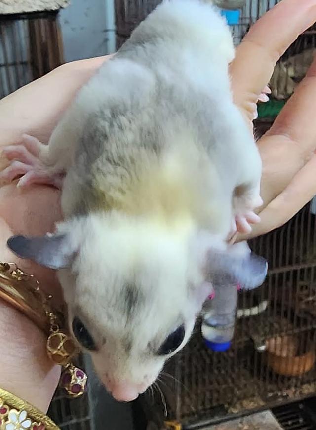 Sugar Glider วัย 3 เดือน 4