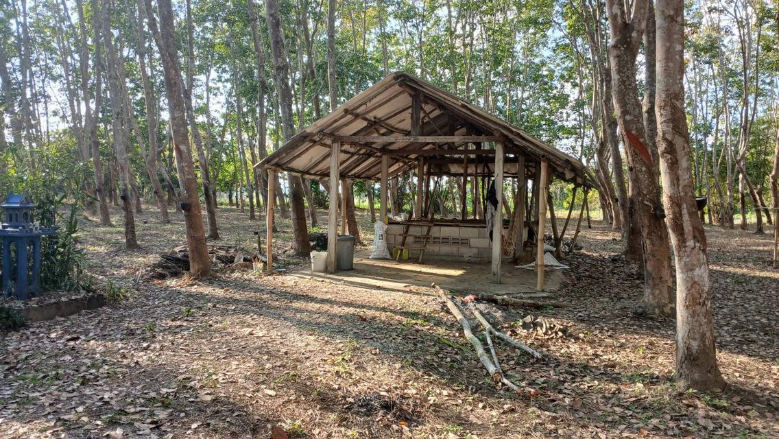 ที่ดินสวนยางมีผลไม้แซมหลากหลาย มีต้นสักขนาดใหญ่ และมีโฉนด 11