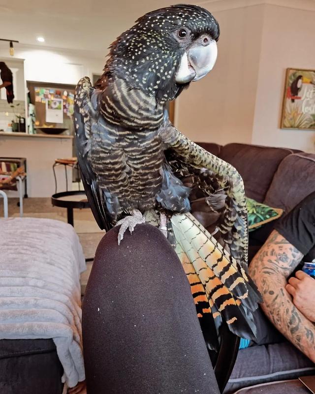 Red Tailed Black Cockatoo  WhatsApp me : +66 63 826 3042