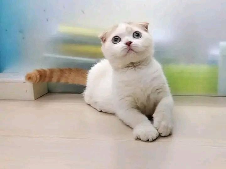 น้องแมวมันช์กิ้น สีขาว 2