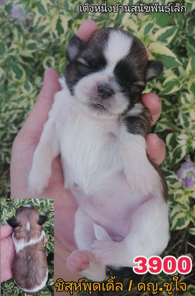 เปิดจอง ชิสุห์พุดเดิ้ล รูปที่ 2